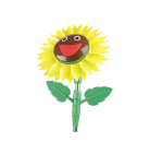 Bewässerungs- Sonnenblume