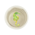 1$ PAL Seahorse Prism