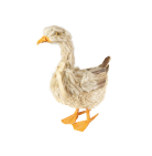 Gans Elfriede