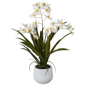 Gambia-Orchidee ca. 50 cm, weiß