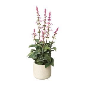 Salvia rosa 45 cm, im Zementopf