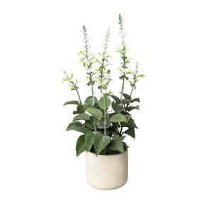 Salvia weiß 45 cm, im Zementopf