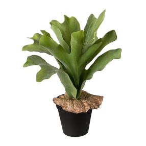 Geweihfarn im Topf, 36 cm