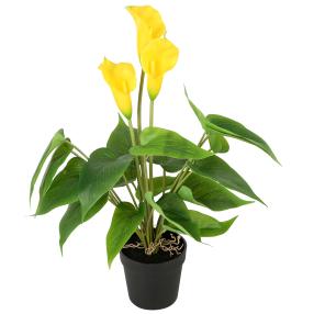 Calla 40cm gelb im Kunststofftopf