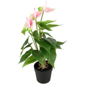 Anthurie 40cm rosa im Kunststofftopf