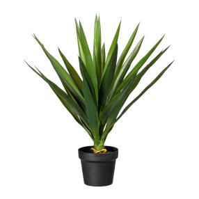 Yucca-Palme 70cm