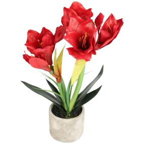 Amaryllis im Zementtopf rot 42cm