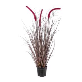 Ziergras Pennisetum aubergine