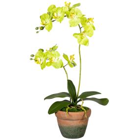 Orchidee grün 55cm im Terrakottatopf