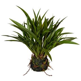 Miscanthusgras im Moosballen 35cm