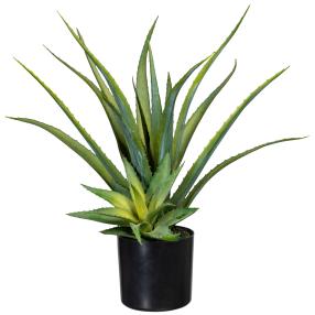 Aloe Vera 48cm