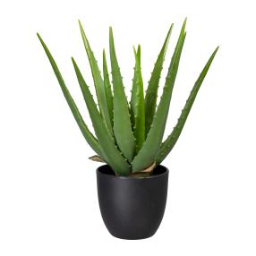 Aloe Vera 33cm im Topf
