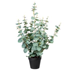 Eucalyptus Silverdollar 60cm