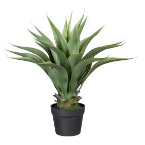 Agave 57cm im Topf