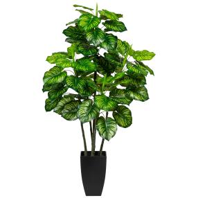 Maranta 105cm im Topf