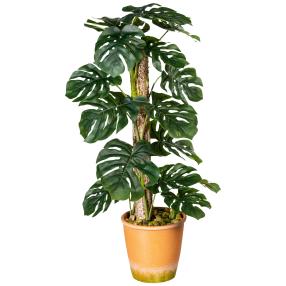 Splitphilodendron-Stamm 70cm
