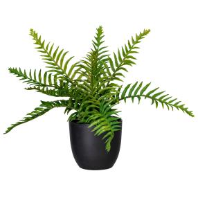 Mini-Palme und Mini-Wildfarn