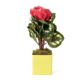 Alpenveilchen rot 34cm im Topf