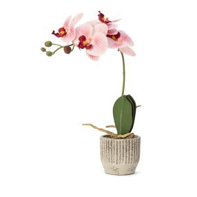 Orchidee rosa 36cm in Keramiktopf