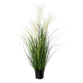Pampasgras creme 76cm im Topf