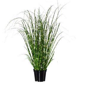 Zebragras Miscanthus Zebrinus 40-50 cm