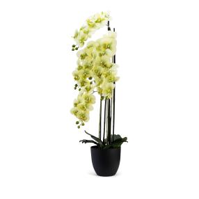 Orchidee grün 119cm im Resintopf