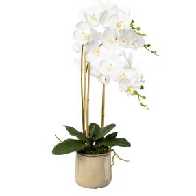 Orchidee weiß 76cm im Keramiktopf