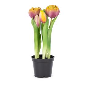 Gefüllte Tulpen mauve-gelb 25cm im Topf