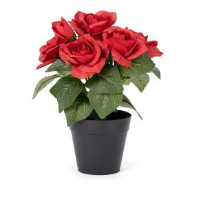 Rosenbusch rot 24cm im Kunststofftopf