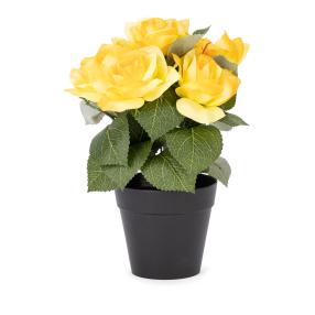 Rosenbusch gelb 24cm im Kunststofftopf