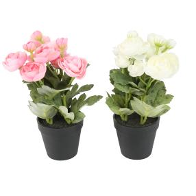 Ranunkel rosa 20 cm im Topf