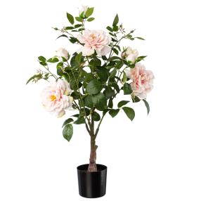 Rosenstamm rosa 75cm im Topf