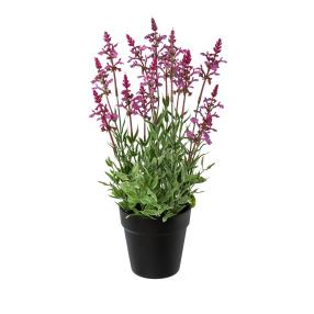 Salvie pink 46cm im Topf