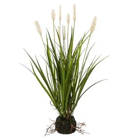Ziergras Miscanthus im Erdballen creme 45cm