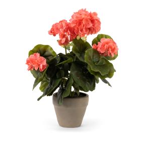 Geranienbusch 34cm lachsrosa im Topf