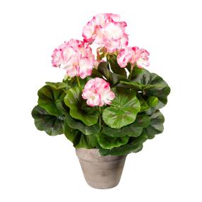 Geranienbusch 34cm rosa-weiß im Topf