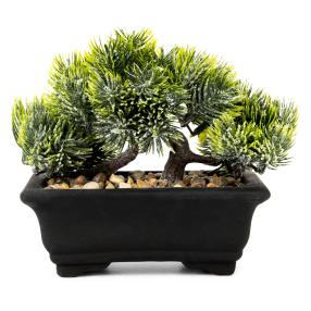 Bonsai im Topf