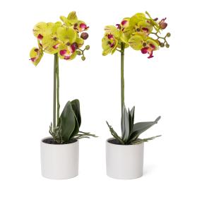 Orchidee grün 2er-Set, im Keramiktopf, 40cm