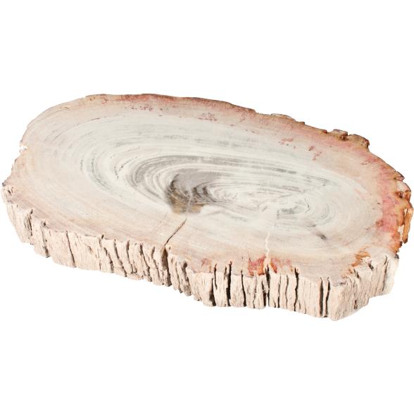 Darimana Scheibe Fossiles Holz, ca. 2,3 kg