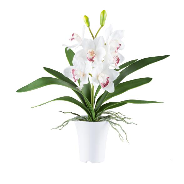 Cymbidie im Topf weiß