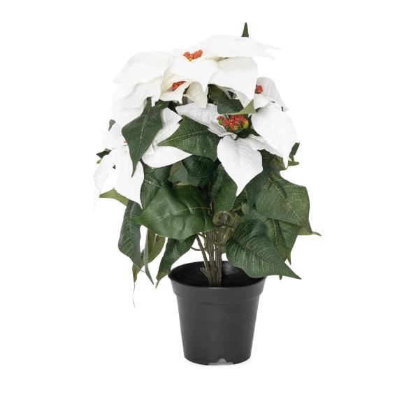 Poinsettie im Topf 37cm weiß