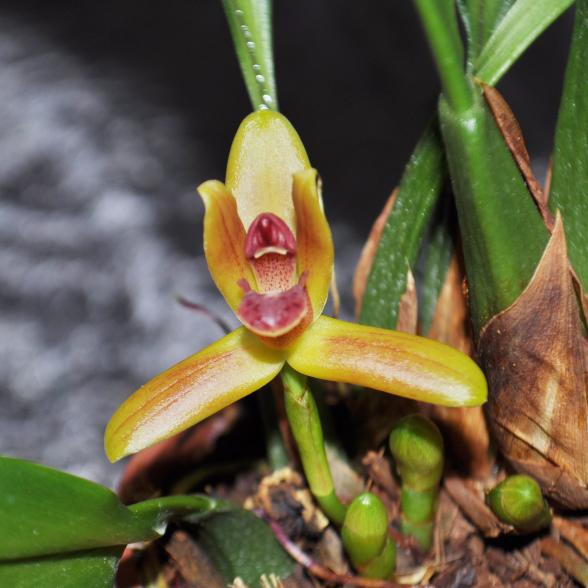 Orchidee duftend