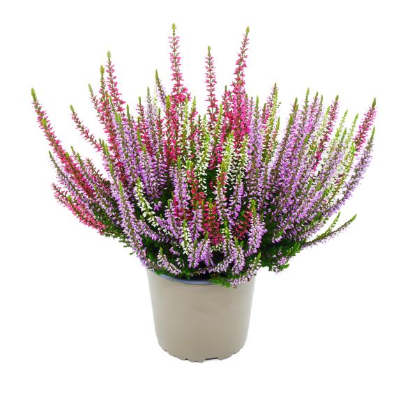 Calluna 3-farbig