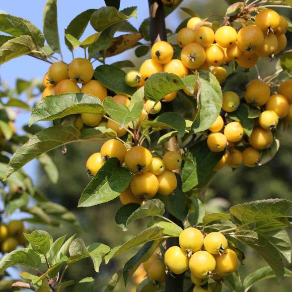 Zierapfel
