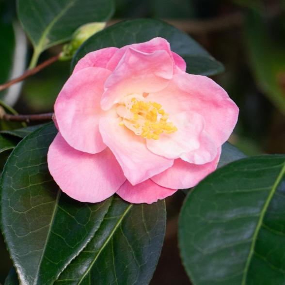 Winterharte Kamelie rosa