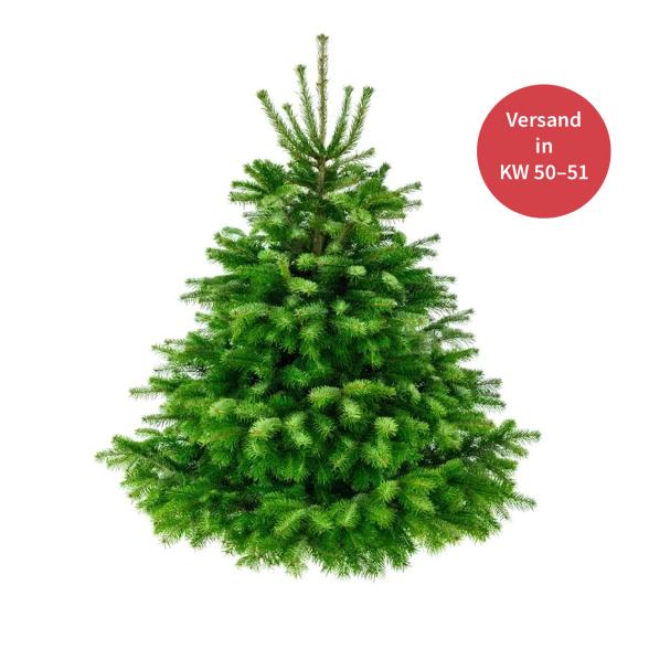 Echte Premium Nordmanntanne