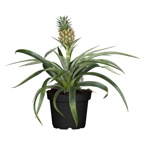 Mini Ananas
