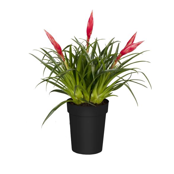 Multiflower Astrid