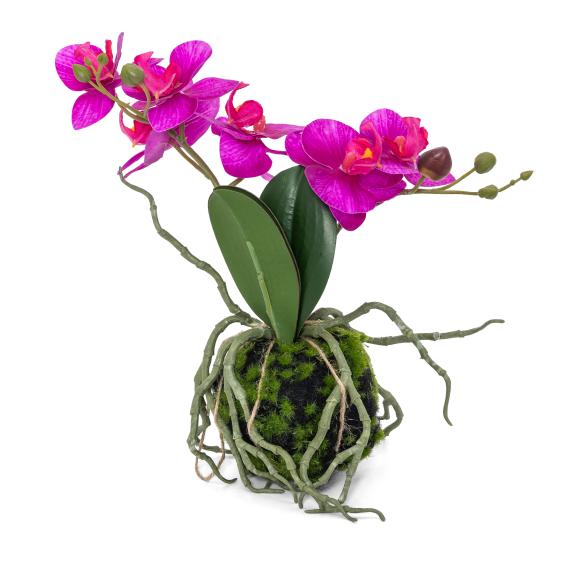 Orchidee lila hängend