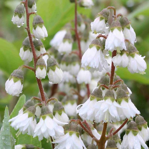Maiblumenstrauch weiß